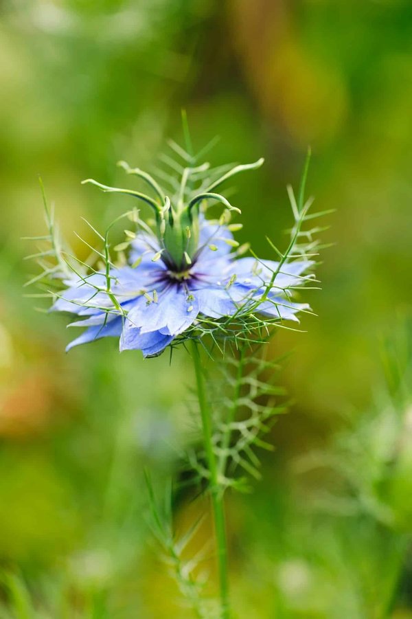 Comment utiliser l'huile de nigelle pour apaiser les irritations cutanées ?